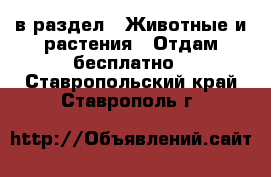  в раздел : Животные и растения » Отдам бесплатно . Ставропольский край,Ставрополь г.